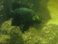 Paratilapia sp. East Coast \"small points\" guarding fry.