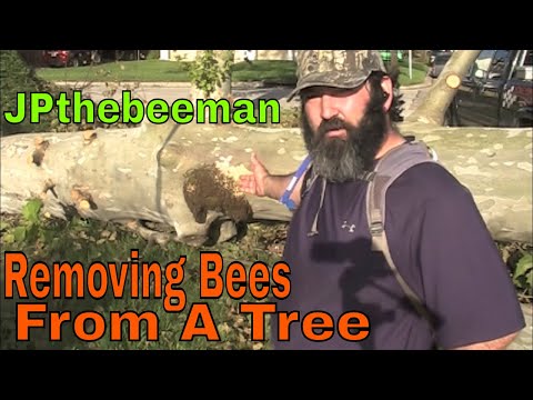 how to replant a tree that has fallen over