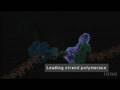 videos de DNAi_replication molecular level 2
