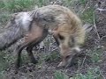 Mama Fox Returns