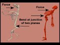 Tai Chi Animal