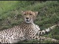 The Cheetah- will it be fast enough?