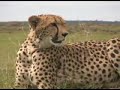 The Cheetah- will it be fast enough?