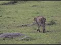 The Cheetah- will it be fast enough?