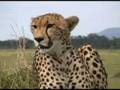 The Cheetah- will it be fast enough?