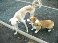 ポメラニアン動画