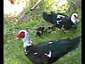 First Muscovy ducklings of the season. First Muscovy ducklings of the season.