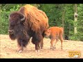 Click here to watch this video Bison Calf Born at Brookfield Zoo