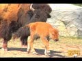 Bison Calf Born at Brookfield Zoo