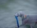 Dogbook Movie: I LOVE MY TOY! ! !