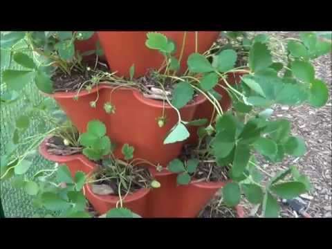how to grow ozark strawberries