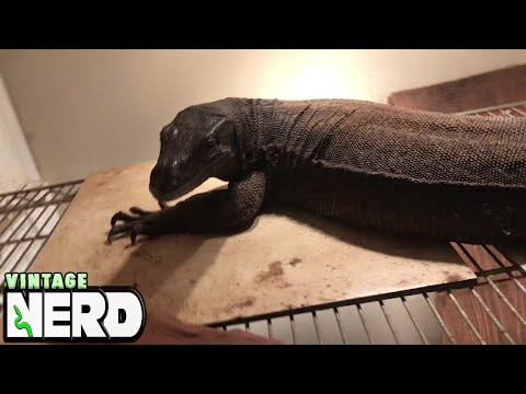 YouTube reptile video