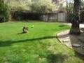 Energy-Dog