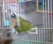 Horny Bird 