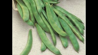 Growing Pole and Bush Beans