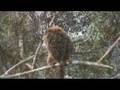 Monkeyland DVD: Brown Howler Monkey Romeo
