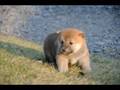 videos de 2008.10.18-2.11.18aka-mesu022