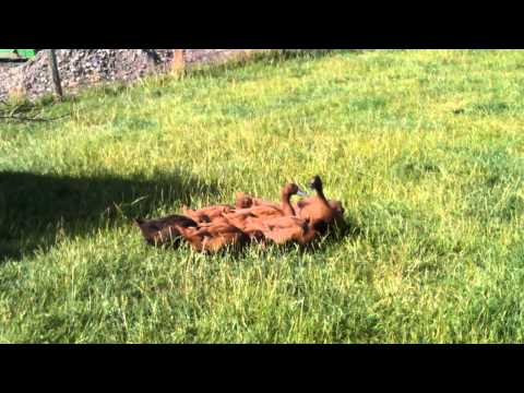 how to care for khaki campbell ducklings