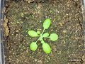 Arabidopsis Growth Arabidopsis Growth