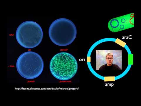 AP Biology Lab 6: Molecular Biology