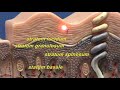 Composite Skin Model - Epidermis & Dermis
