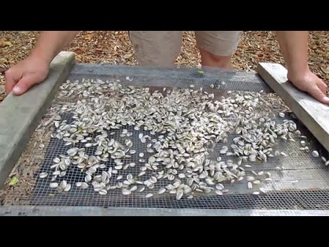 how to harvest sunflower seeds to replant