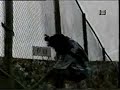 Fleita a Velez de Chilena