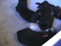 Ricochet Labradors English Black Lab pups 2 weeks old