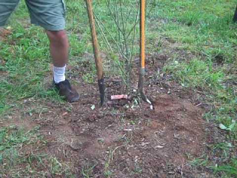 how to dig up a rose bush and replant it