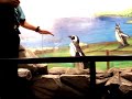 Magellanic Penguin At Seaworld