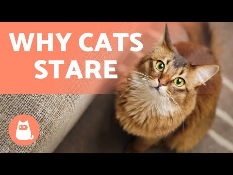 Why Do CATS STARE at US? 🙀 5 Reasons