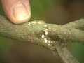 Rejuvenation Pruning of Deciduous Azaleas (Part 2 of 3)
