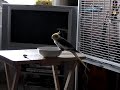 Woody eating shreddies