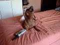 Billy (Lingui�a) estabelecendo contato pelo Talk About