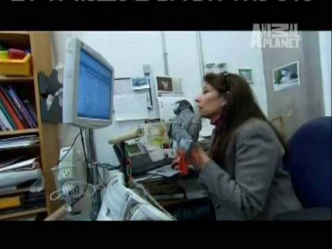 parrot - BIRD BRAINIAC - EXTRAORDINARY ANIMALS - ANIMAL PLANET SPECIAL - Air Date: 7/5/2008: Meet Congo African Grey, GRIFFIN, who has succeeded ALEX in helping Dr. I...