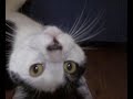 ボール猫動画