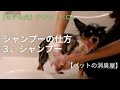 モデル犬 チワワ（ペロ） シャンプーの仕方 「３、シャンプー」
