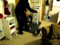 Cat plays fetch