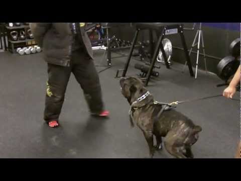 mastiff