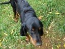 http://www.coonhoundrescue.com/REGGIEJACKSON.html