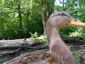 Enten entern unsere zwei Faltboote