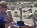 This is part 2 of the DVD I made of Jayce & Jenni on one of our Solvang road trips! My kids are the absolute very best, look how happy they are! My oldest son Jeffrey was a teenager and too cool to go with us and that's why you don't see him in this video. This video features emus, ostrich's, apple trees, a cool spider I took some close up shots of and more...