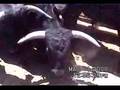 Toros pullO