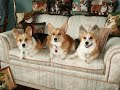 Dog Breeds-Pembroke Welsh Corgi Pembroke Welsh Corgi