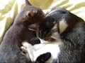 Cats waking up Cats waking up