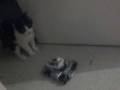 stig and our rabble.mp4