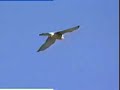 A kestrel tries some insect catching