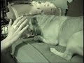 Angry Dog Bites Hand