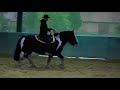 Tinker Aramis Western Horsemanship