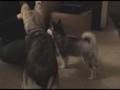 Klee Kai Training